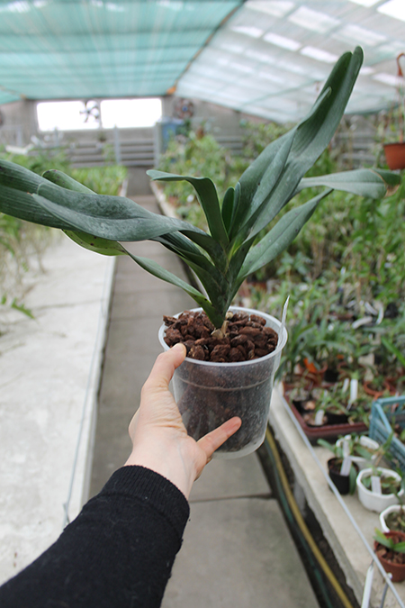Angraecum sesquipedale.jpg