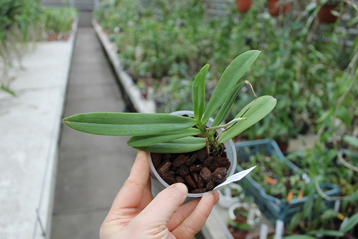 Thrixspermum leucarachne.jpg