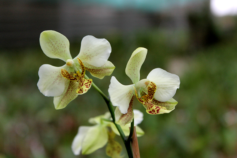 Phalaenopsis stuartiana var nobilis.jpg