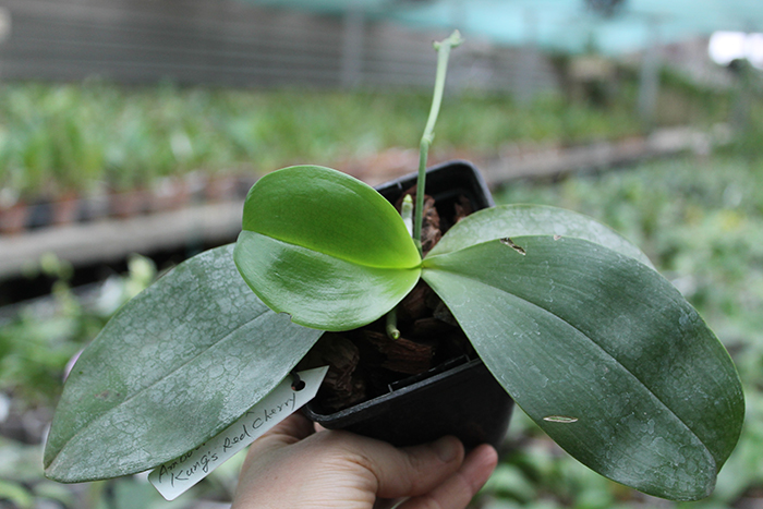 Phalaenopsis Ambotrana x Kung's Red Cherry.jpg
