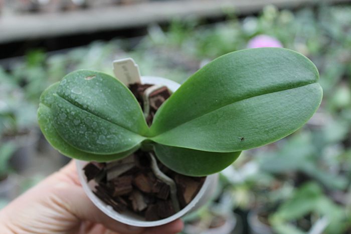 Phalaenopsis Dragon Tree Eagle x Emeraude.jpg