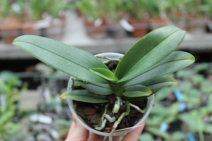 Phalaenopsis Meidarland Pulcheglad Blue.jpg