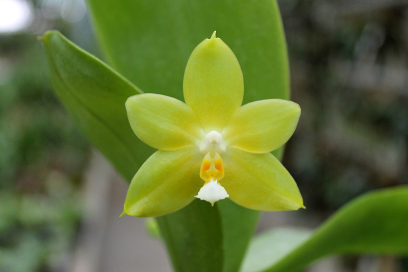 Phalaenopsis (Tzu Chiang Litlitz-micholtzii) '#1' x Joy Dreamy Jade '#7'.jpg