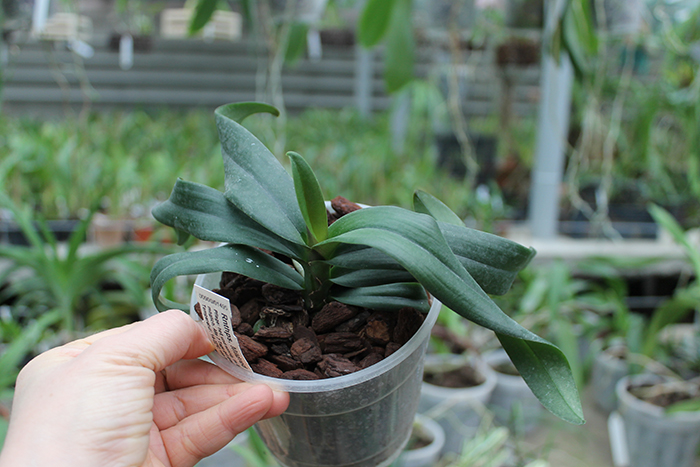 Renanthopsis Mildred Jameson 'Bonsall'.jpg