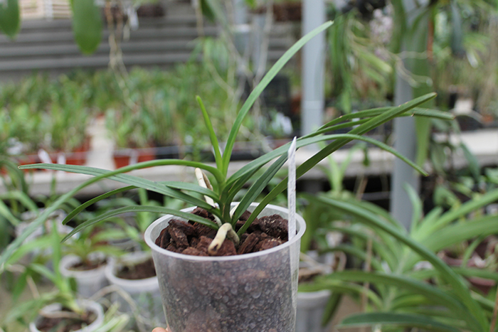 Ascocentrum christensonianum.jpg