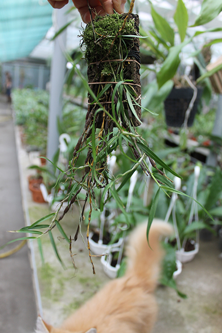 Dendrobium falconeri.jpg