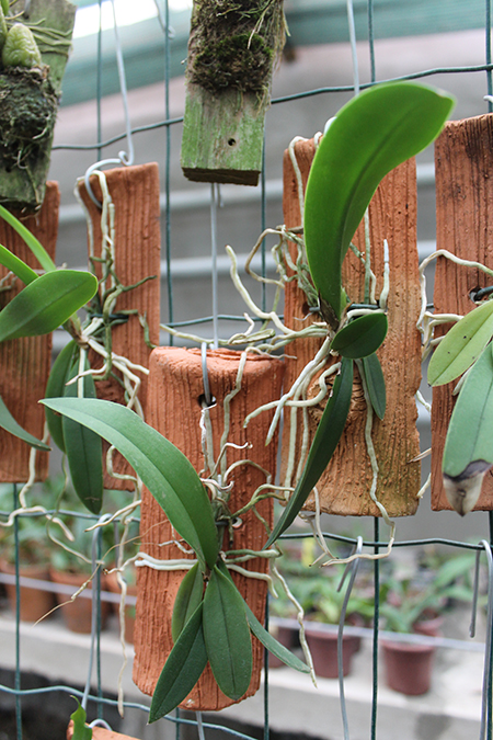 Oncidium stramineum.jpg