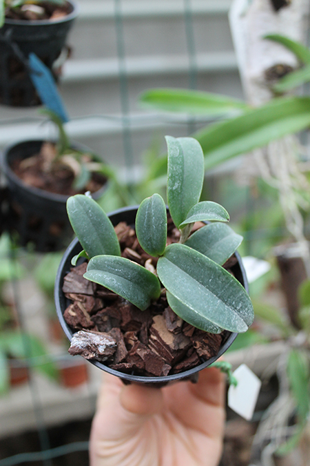 Cattleya aclandiae.jpg