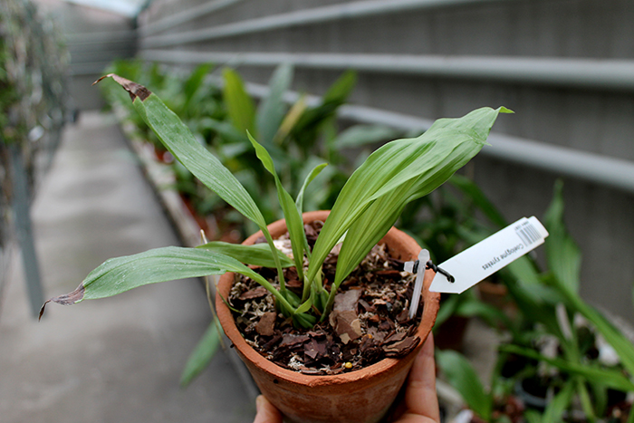 Coelogyne xyrekes.jpg