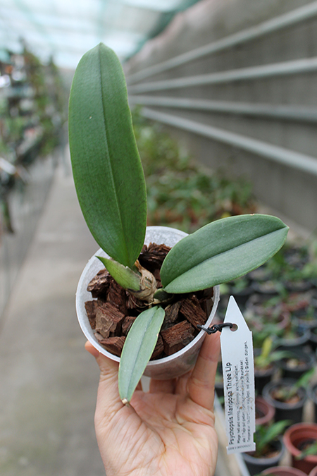 Psychopsis Mariposa Three Lip.jpg
