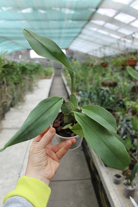 Trichopilia suavis.jpg