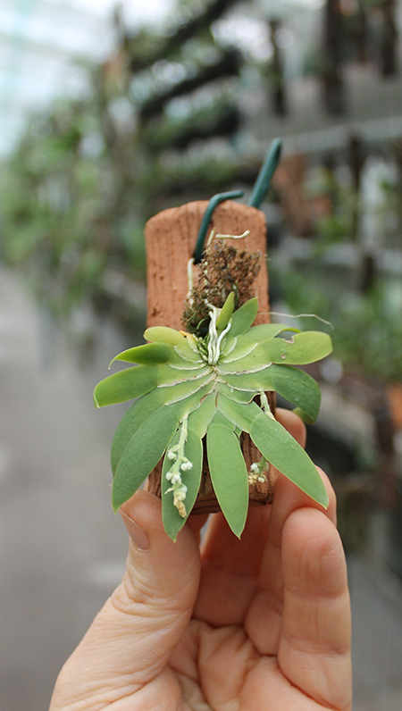 Ornithocephalus gladiatus.jpg