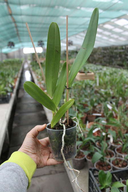 Laelia crispa.jpg