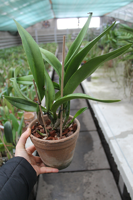 Brassolaeliocattleya Owen Holmes 'Mendenhall'.jpg