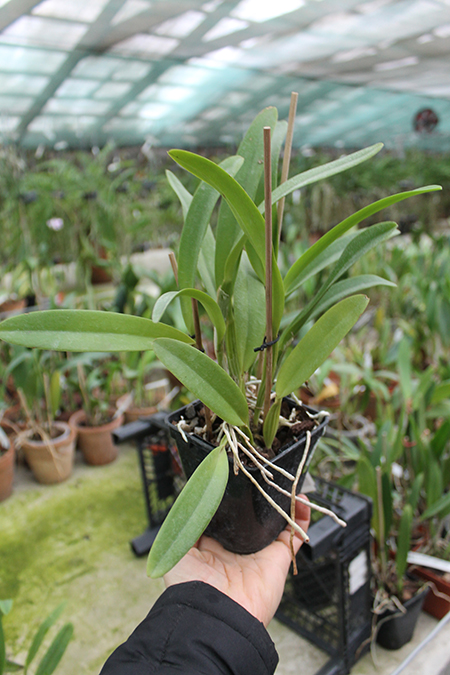 Cattleya mossiae alba 'Irene' x Cattleya mossiae alba 'Orosco'.jpg