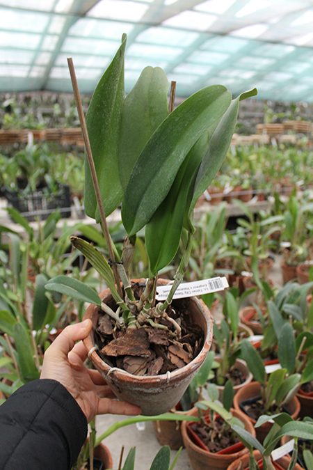 Laeliocattleya Tainan City 'General' (Royal Emperor x Waianae Sunset).jpg