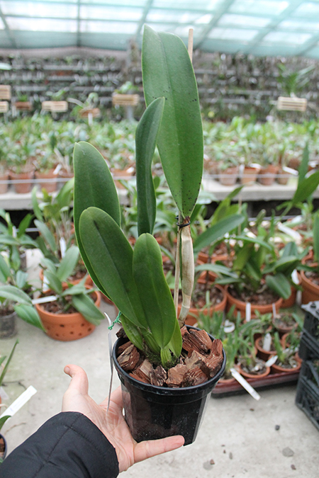 Rhyncholaeliocattleya Kuan Miao Chen.jpg