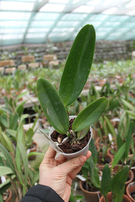 Rhyncholaeliocattleya Chomthong Fancy.jpg