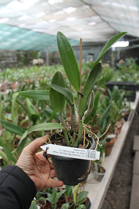 Laeliocattleya Cariad's Mini-Quinee 'Angel Kiss'.jpg