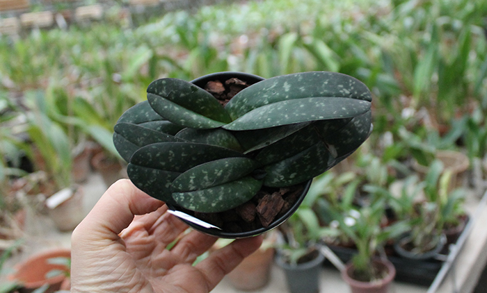 Paphiopedilum leucochilum.jpg