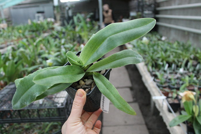 Paphiopedilum glaucophyllum.jpg