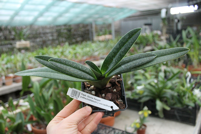 Paphiopedilum Gloria Naugle (rothschildianum x micranthum).jpg