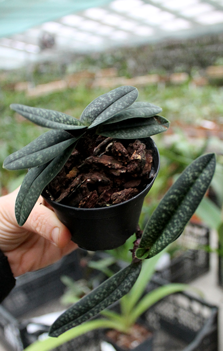 Paphiopedilum armeniacum.jpg