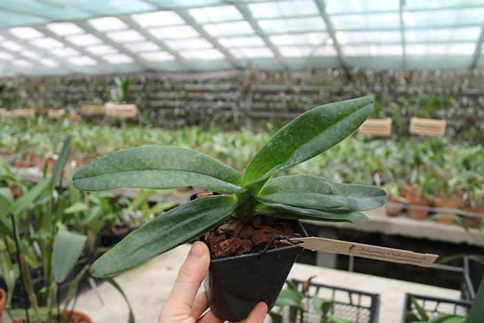 Paphiopedilum Rolfei (rothschildianum x bellatulum).jpg