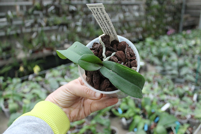 Asconopsis Irene Dobkin 'Elmhurst'.jpg
