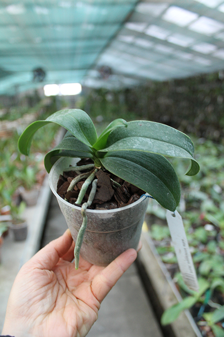 Phalaenopsis equestris alba.jpg