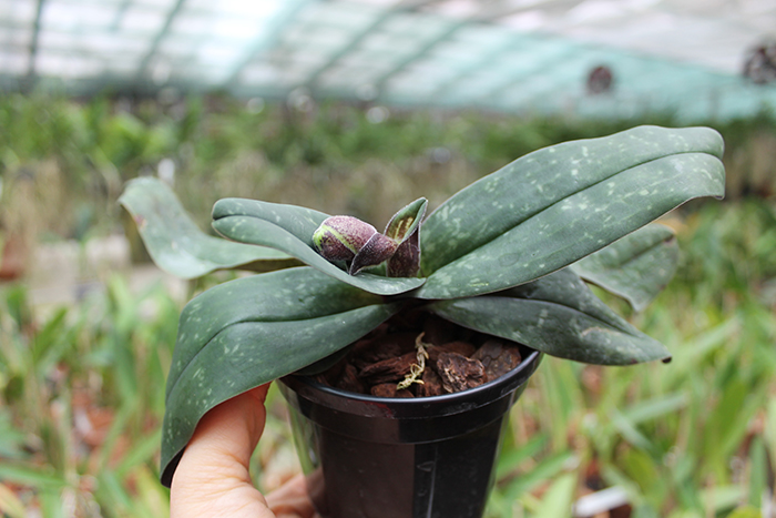 Paphiopedilum bellatulum.jpg