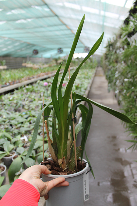 Colmanara Wild Cat 'Bob Cat'.jpg