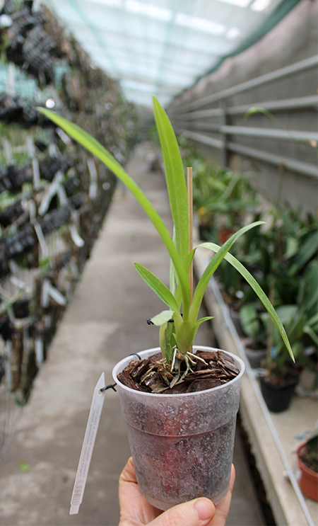 Odontoglossum Hans Koch x Odontocidium Tiger Crow 'Golden Gate'.jpg