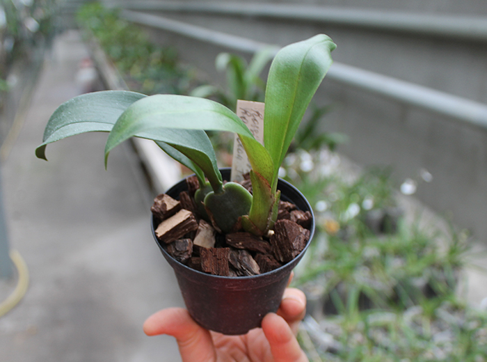 Rossioglossum 'Rawdon Jester'.jpg