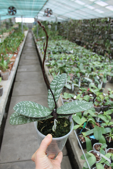 Phalaenopsis schilleriana.jpg