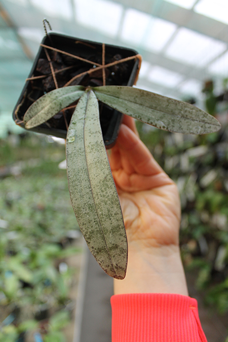 Phalaenopsis celebensis.jpg