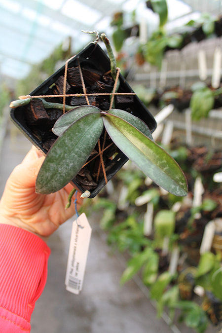 Phalaenopsis philippinensis x stuartiana var yellow.jpg