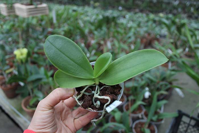 Phalaenopsis Chienlung Happy Girl CL Red x Black Eagle Tian.jpg