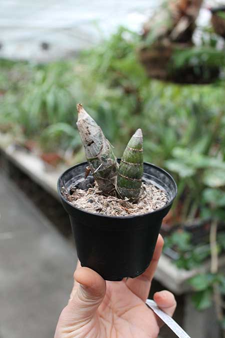 Cycnodes Jumbo Erebus J Kitty.jpg