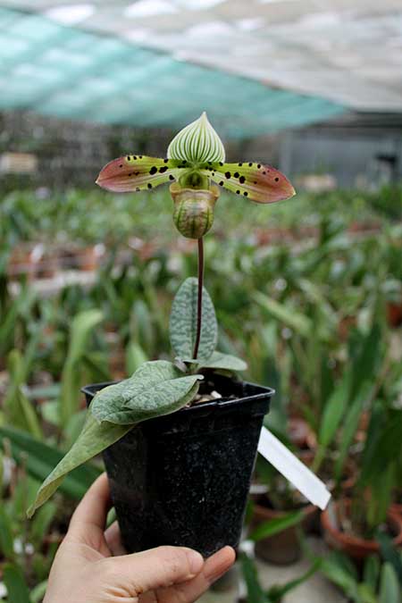 paphiopedilum venustum.jpg