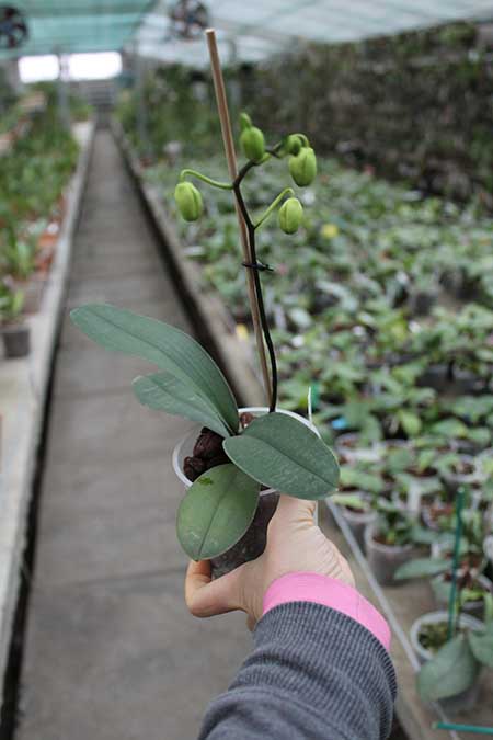 Phalaenopsis stuartiana var nobilis.jpg