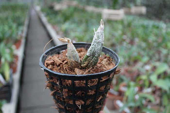 Clowesia warscewiczii.jpg