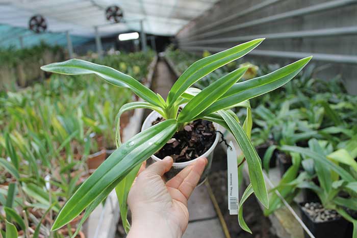 Phragmipedium besseae.jpg