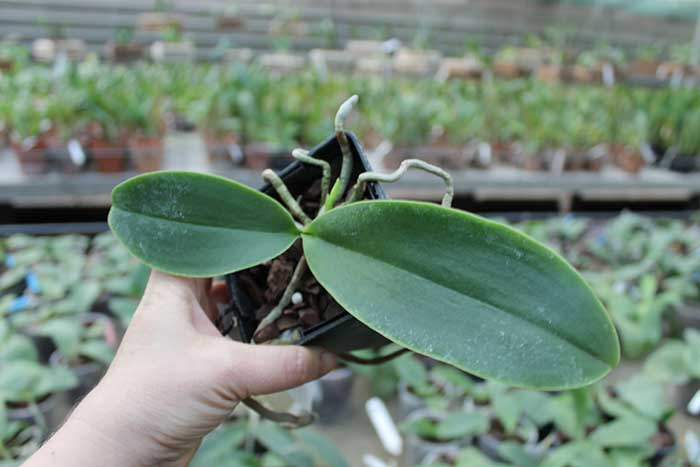 Phalaenopsis Natasha 'Aiko' 925.jpg