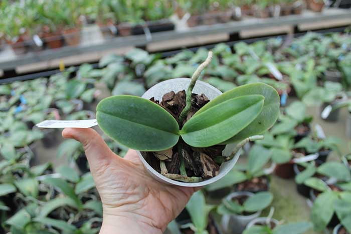 Phalaenopsis Natasha 'Aiko' за 677.jpg