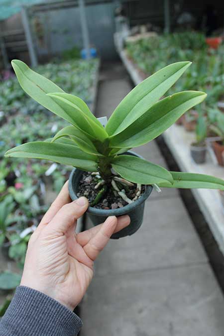 Doritis pulcherrima coerulea aquinii.jpg