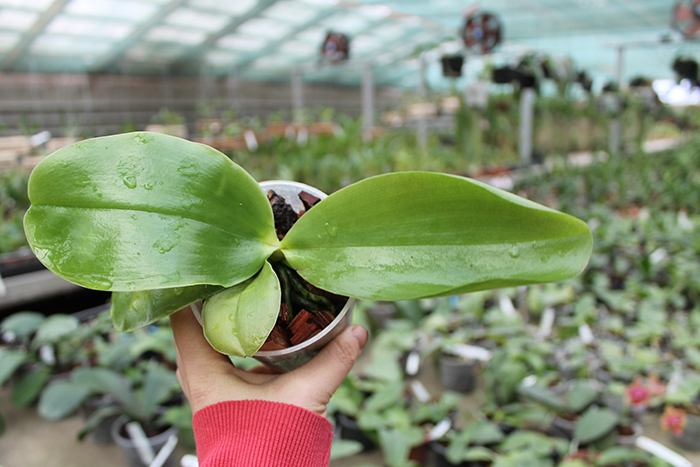 Phalaenopsis Princess Kaiulani 'Chin Yo'.jpg