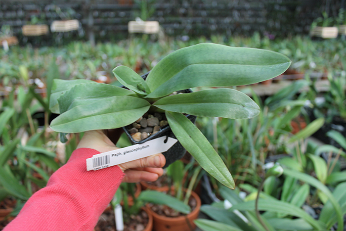 Paphiopedilum glaucophyllum.jpg