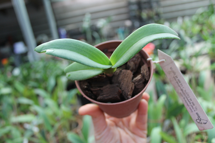 Rhynchostylis gigantea white.jpg
