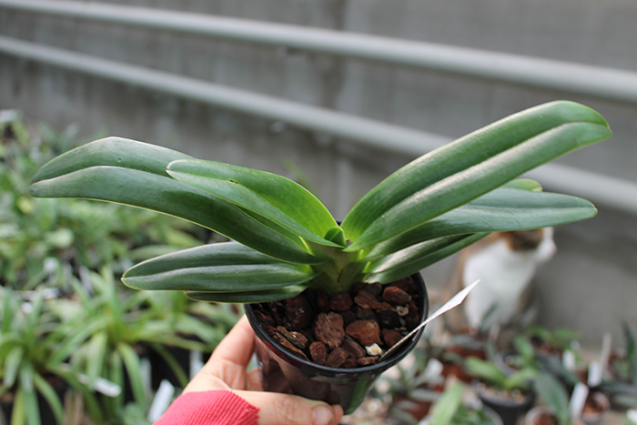 Paphiopedilum rothschildianum x hangianum.jpg